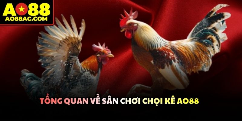 Hệ thống phát sóng trực tiếp các trận đấu chọi kê đỉnh cao từ trường gà
